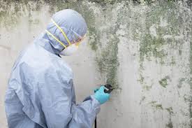 Why You Should Choose Our Mold Remediation Services in Port Morris, NJ